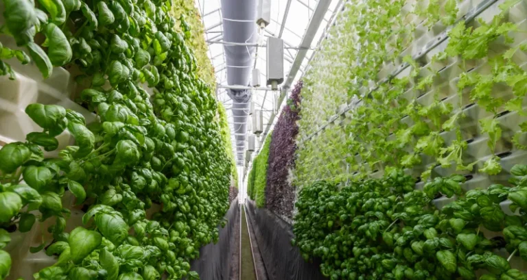 world largest vertical farms in dubai